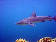 Galapagos-Haie sind um ozeanische Insel-Riffe herum häufig anzutreffen