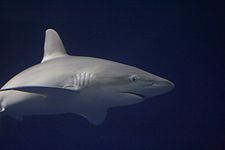 Žralok galapážský se podobá žralokovi šedému a žralokovi tmavému.  