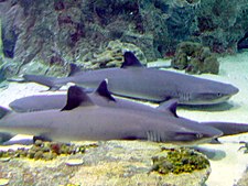 Baltasis rifinis ryklys didžiąją dienos dalį praleidžia ramiai gulėdamas ant dugno