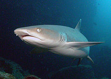 白鳍礁鲨有一个扁平的鼻子，鼻孔前有皮瓣，椭圆形的眼睛有垂直瞳孔。