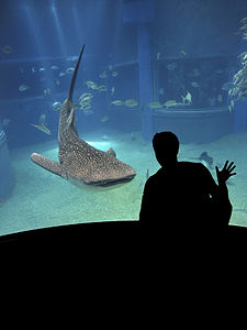 En valhaj på Osaka Aquarium  