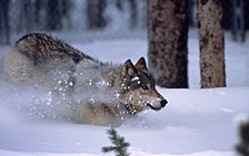 Um lobo cinza reintroduzido em Yellowstone