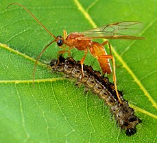 Aleiodos de vespa Braconid indiscretos pondo ovos em uma lagarta