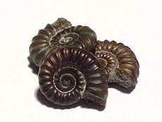 Tre piccoli fossili di ammonite, ciascuno di circa 1,5 cm di diametro