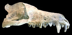 De enige schedel van Andrewsarchus, tentoongesteld in het American Museum of Natural History in New York City.  