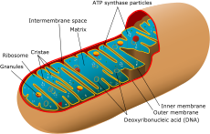 Um diagrama das partes internas de uma mitocôndria.
