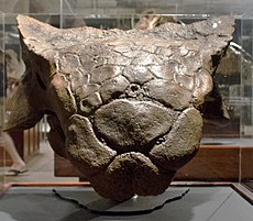 Schedel van Ankylosaurus