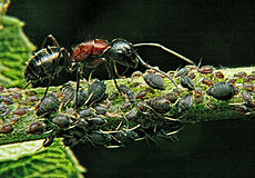 Een voorbeeld van symbiose: de mier beschermt de bladluizen en oogst hun suikerhoudende uitwerpselen.