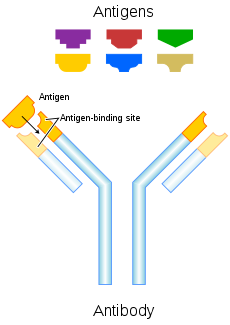 Cada anticorpo se liga a um antígeno específico; isto funciona como uma fechadura e uma chave.