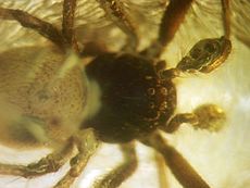 蜘蛛在波罗的海琥珀中。