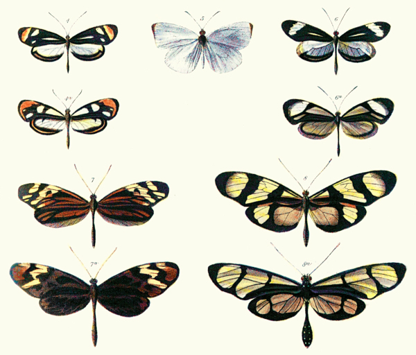 Menunjukkan mimikri Batesian antara spesies Dismorphia (baris atas, baris ketiga) dan berbagai Ithomiini (Nymphalidae) (baris kedua, baris bawah) Bates 1862