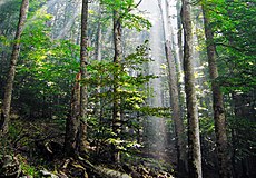 Pădure de fag european de vârstă înaintată în Parcul Național Biogradska Gora, Muntenegru