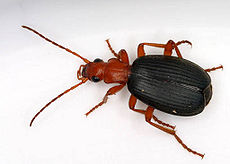 Brachinus , un género de escarabajo bombardero  