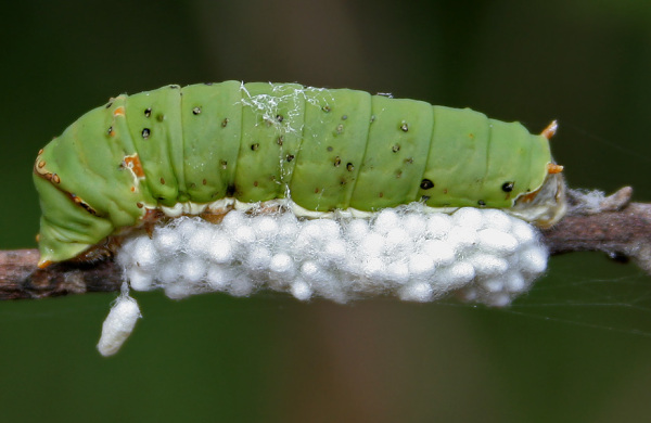 Vespa parasitoide Braconid Apanteles casulos em uma lagarta