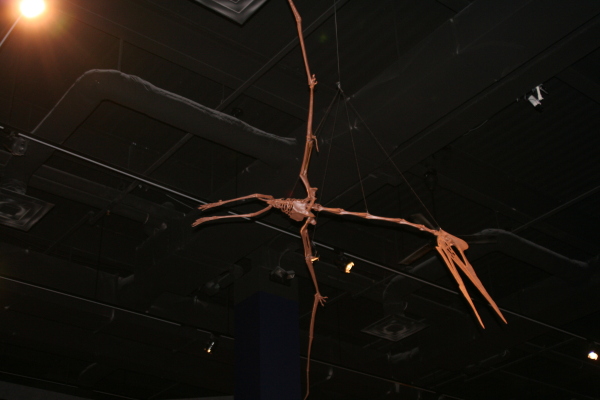 Quetzalcoatlus , Burpee Museum of Natural History w Rockford, Illinois