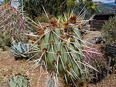 Veel soorten cactussen hebben lange, scherpe stekels...