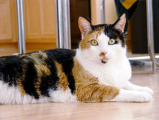 Типичная кошка породы бязь