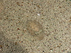 En lille blæksprutte beskytter sig selv med camouflage    