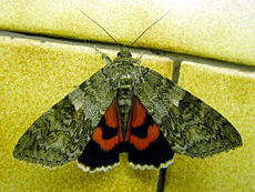 Presenetljiv blisk spodnjega krila rdečega metulja, ko ga vznemirimo