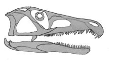 Proterosuchus, een vroege krokodilachtige archosaurus