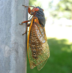 Cicade gevonden in Chicago, Illinois, USA, juni 2007