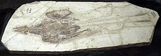 Вкаменелост на C. sanctus със запазени дълги пера на крилата и опашката