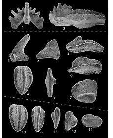 Conodont elements from the Mississippian period, Pennsylvania.