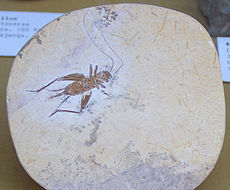 Fosílna kobylka z najstaršej vrchnej kriedy, pred ~95 miliónmi rokov, formácia Santana, Brazília