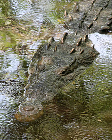 Amerykański krokodyl