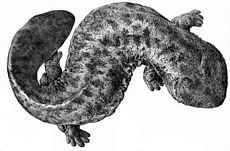 Salamandra gigante.