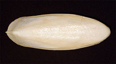 Un os de seiche d'une sépia