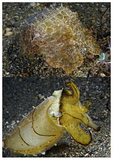 Den här bredklubbsbläckfisken (Sepia latimanus) kan gå från kamouflerad brun- och brunton (överst) till gul med mörka inslag (nederst) på mindre än en sekund.
