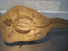 Zkamenělina rodu Cyamodus ukazuje celkový tvar zvířete