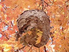 A colônia de vespas: um ninho de polpa de papel