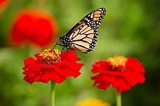 Een Monarch vlinder demonstreert een gemeenschappelijke vlinder rustpositie