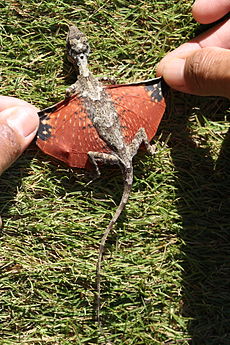 La lucertola volante comune, Draco sumatranus, con le "ali" estese