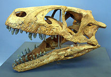 Dromaeosaurus albertensis skalle.  