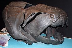 Dunkleosteus , een reusachtige gepantserde arthrodirectie van het latere Devoon. Tot 6 meter lang, leefde hij in de binnenzeeën van Noord-Amerika.