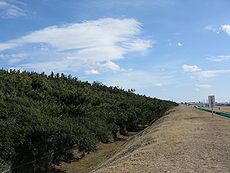 Přehrada a stromy chrání město před tsunami.