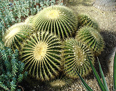I cactus a barile sono spesso coltivati nei giardini.