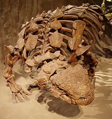 Скелет на Euoplocephalus с част от бронята му