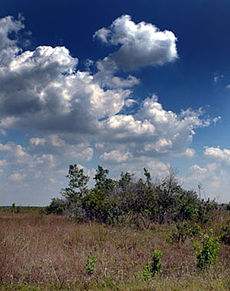 Les Everglades