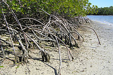 Mangrove az Evergladesben