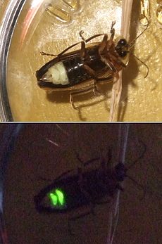 在加拿大东部捕获的萤火虫（种类不详）--上图是用闪光灯拍摄的，下图只用自发光拍摄。