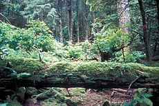 Hutan Belantara Pulau Forrester di Negara Bagian Alaska, AS