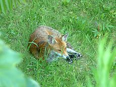 Uma raposa vermelha em Sussex, Inglaterra