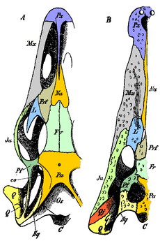 Schemat czaszki jaszczurki zwinki i krokodyla: kości homologiczne mają te same kolory.