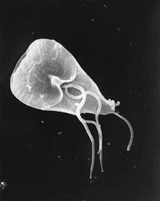 Giardia lamblia is een parasitaire flagellaatprotozoön die "beverkoorts" veroorzaakt.