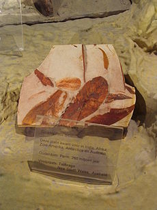 Glossopteris browniana fossilizado no Zoológico Artis, Amsterdã