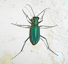 Un escarabajo tigre verde